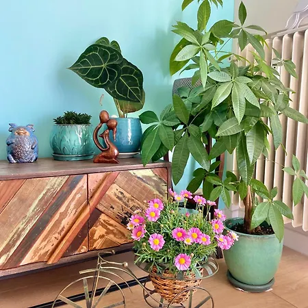 Palm Lejlighed Cannes